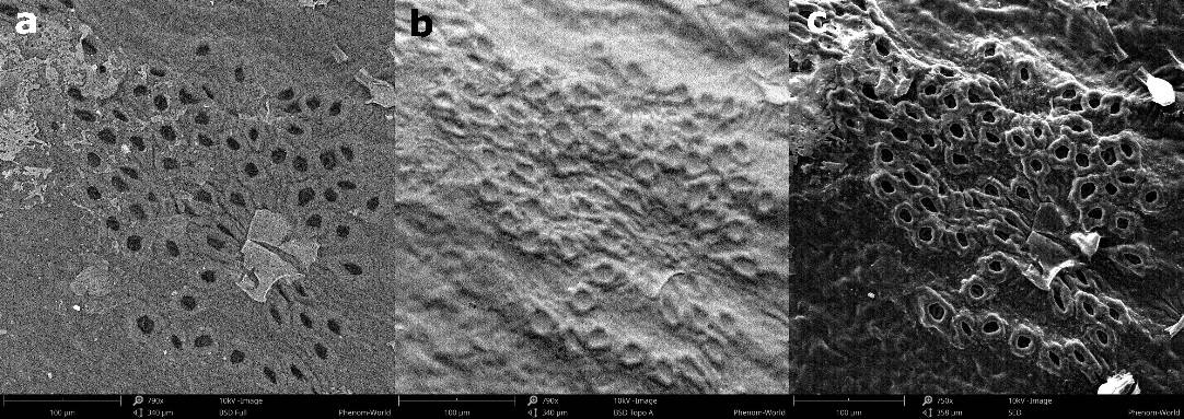 sem-leaf-topography-bsd-sed