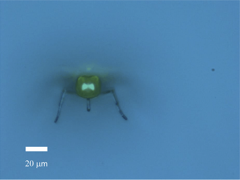 fly-image-of-OM_2