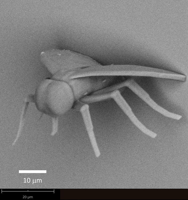 fly-image-of-Phenom-SEM_2